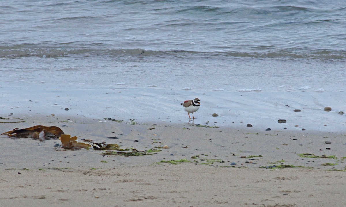 Common Ringed Plover - ML620698416