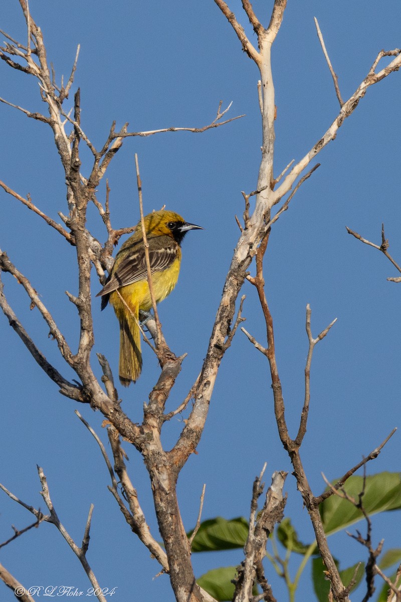 Orchard Oriole - ML620698420