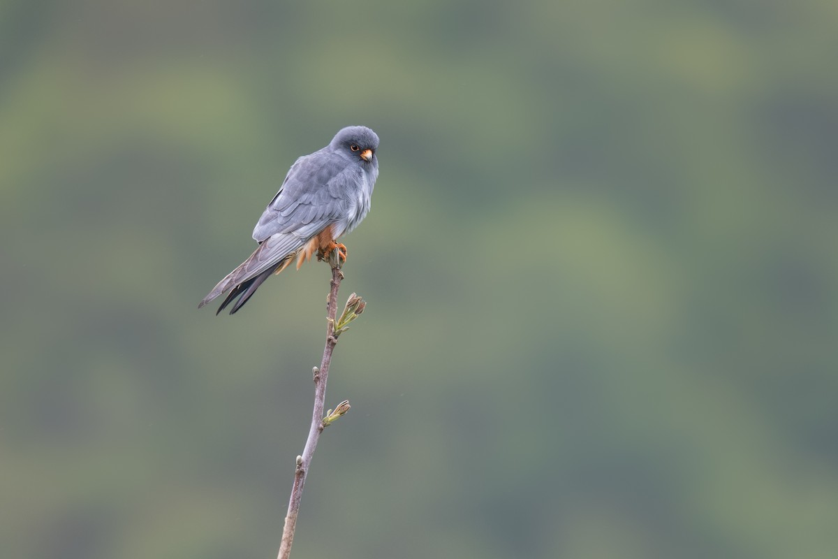 Red-footed Falcon - ML620698431
