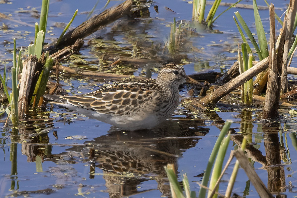 Pectoral Sandpiper - ML620698451