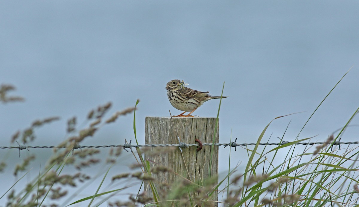 Meadow Pipit - ML620698465