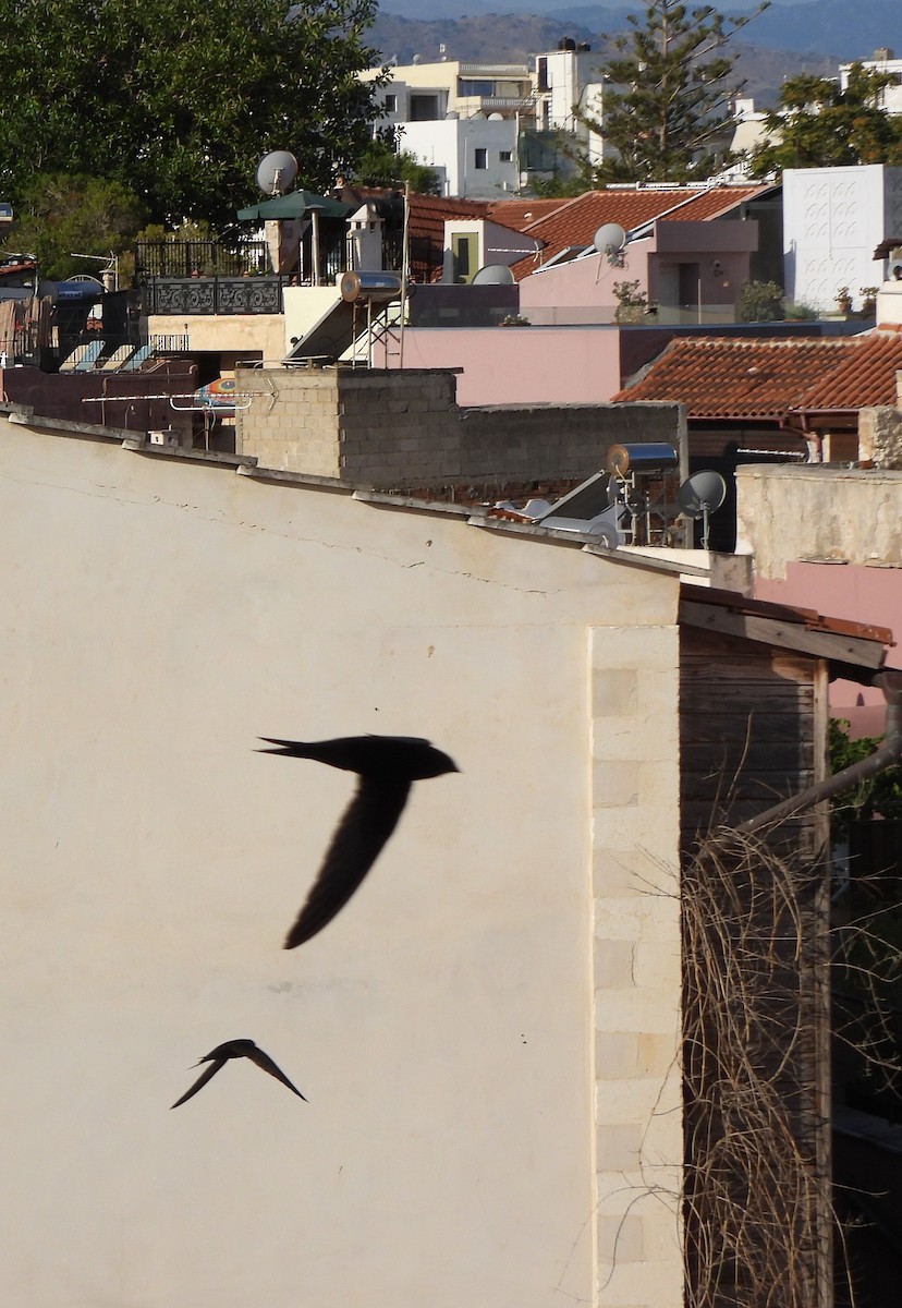 Common Swift - The Hutch