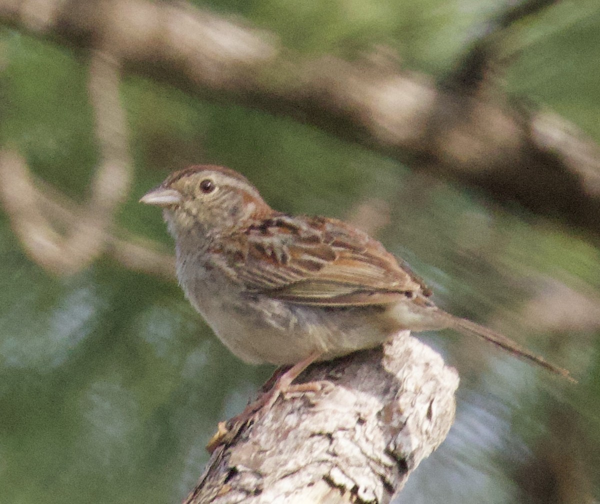 Bachman's Sparrow - ML620698519