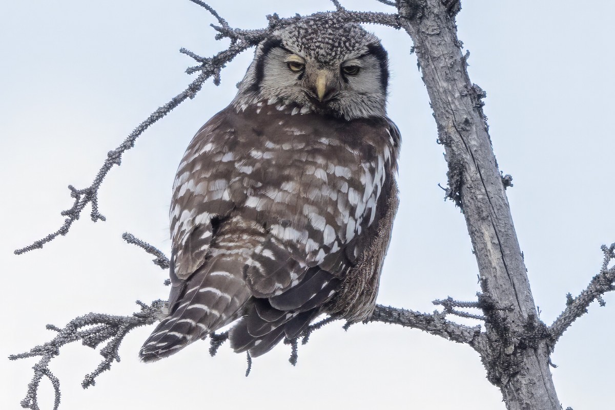 Northern Hawk Owl (American) - ML620698523