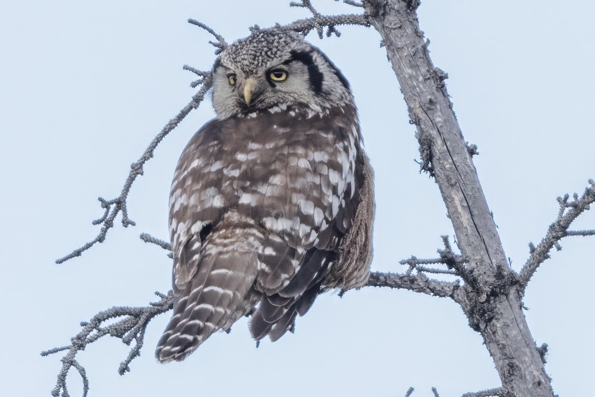 Northern Hawk Owl (American) - ML620698524