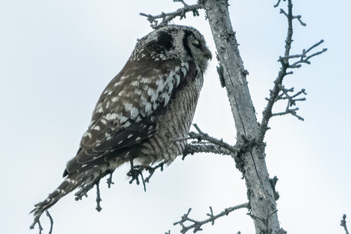 Northern Hawk Owl (American) - ML620698525