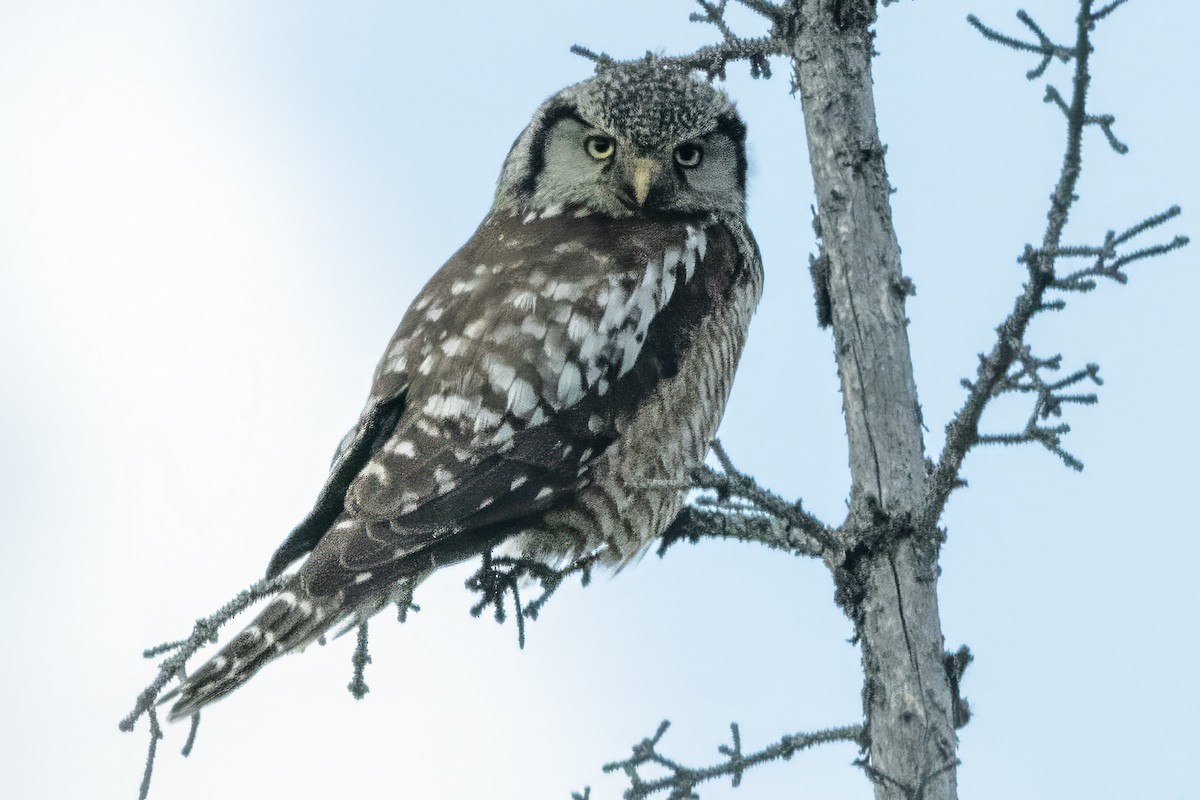 Northern Hawk Owl (American) - ML620698526