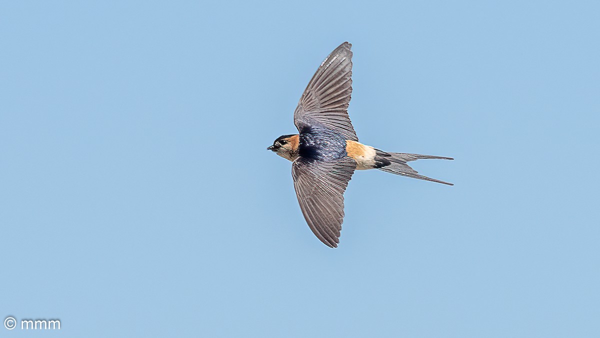 Red-rumped Swallow - ML620698536