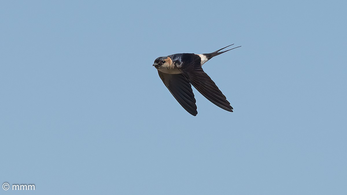 Red-rumped Swallow - ML620698537