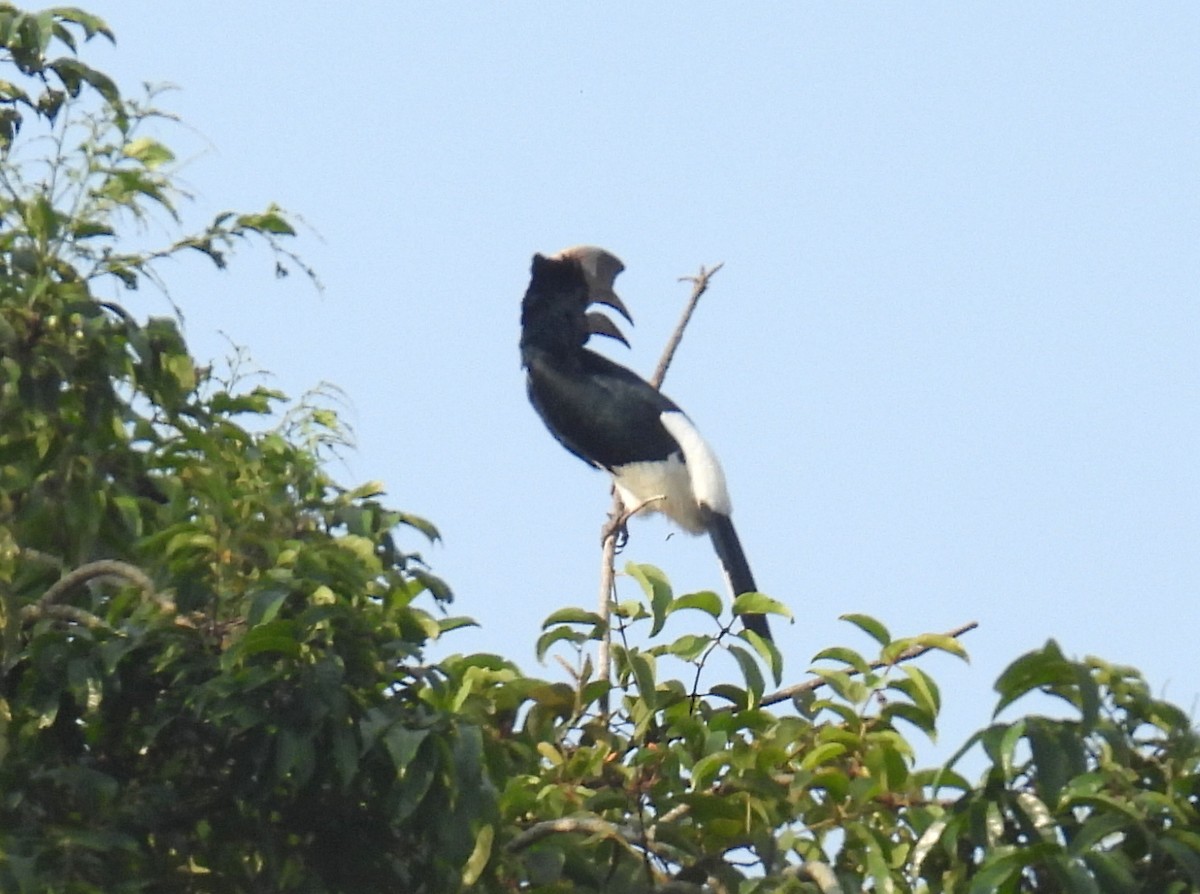 Black-and-white-casqued Hornbill - bob butler