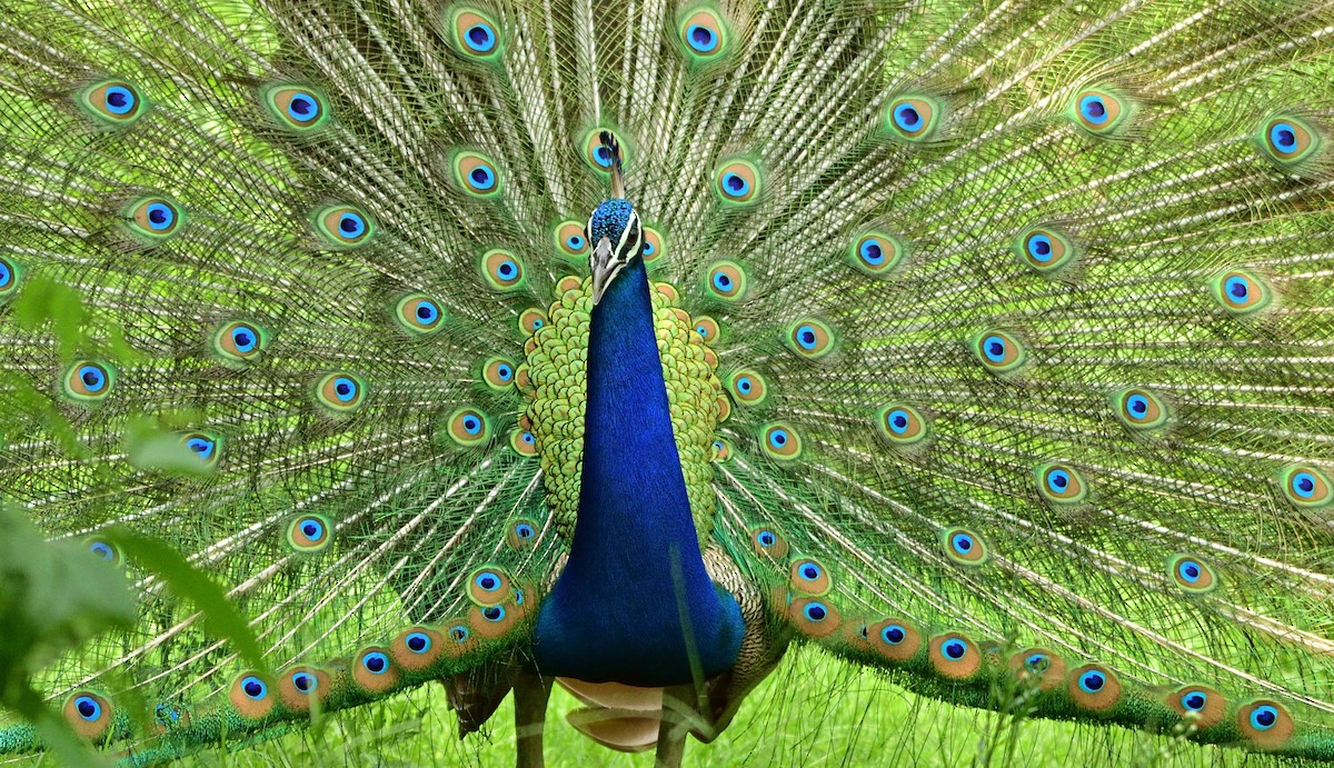 Indian Peafowl - ML620698554