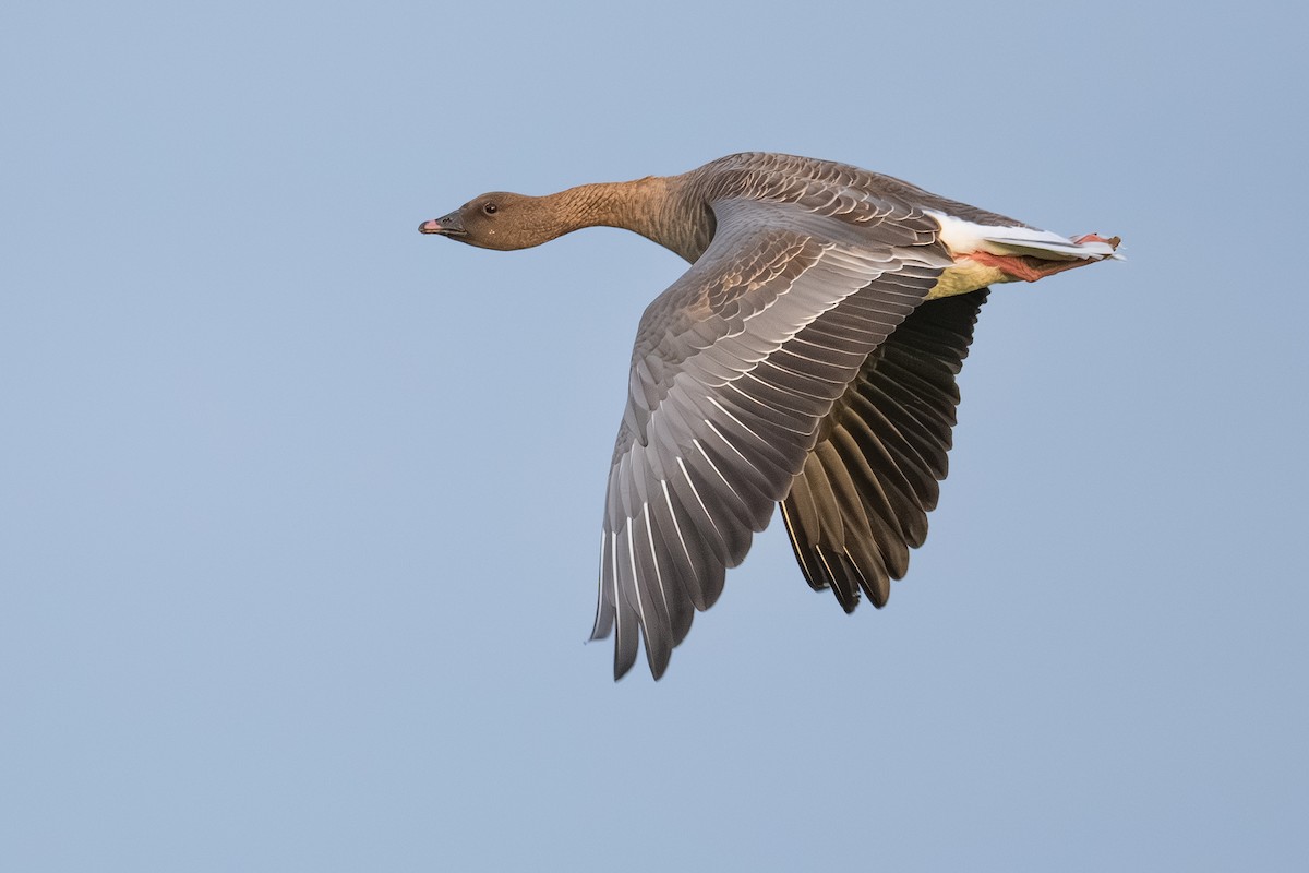 Pink-footed Goose - ML620698567