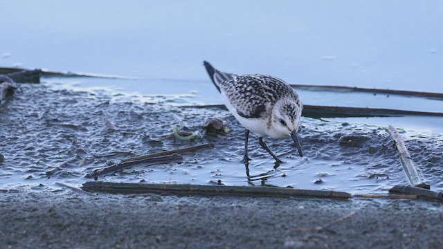 Bécasseau sanderling - ML620698571