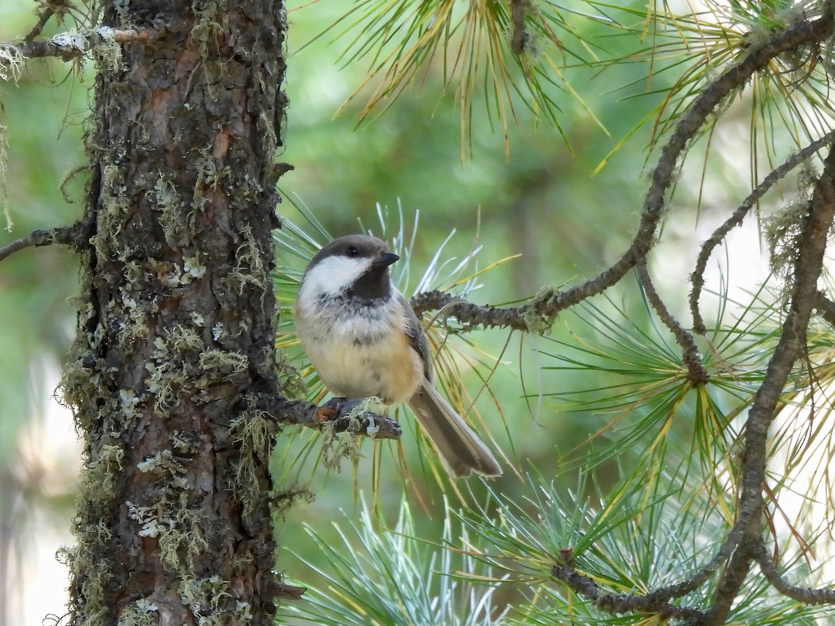 Gray-headed Chickadee - ML620698580