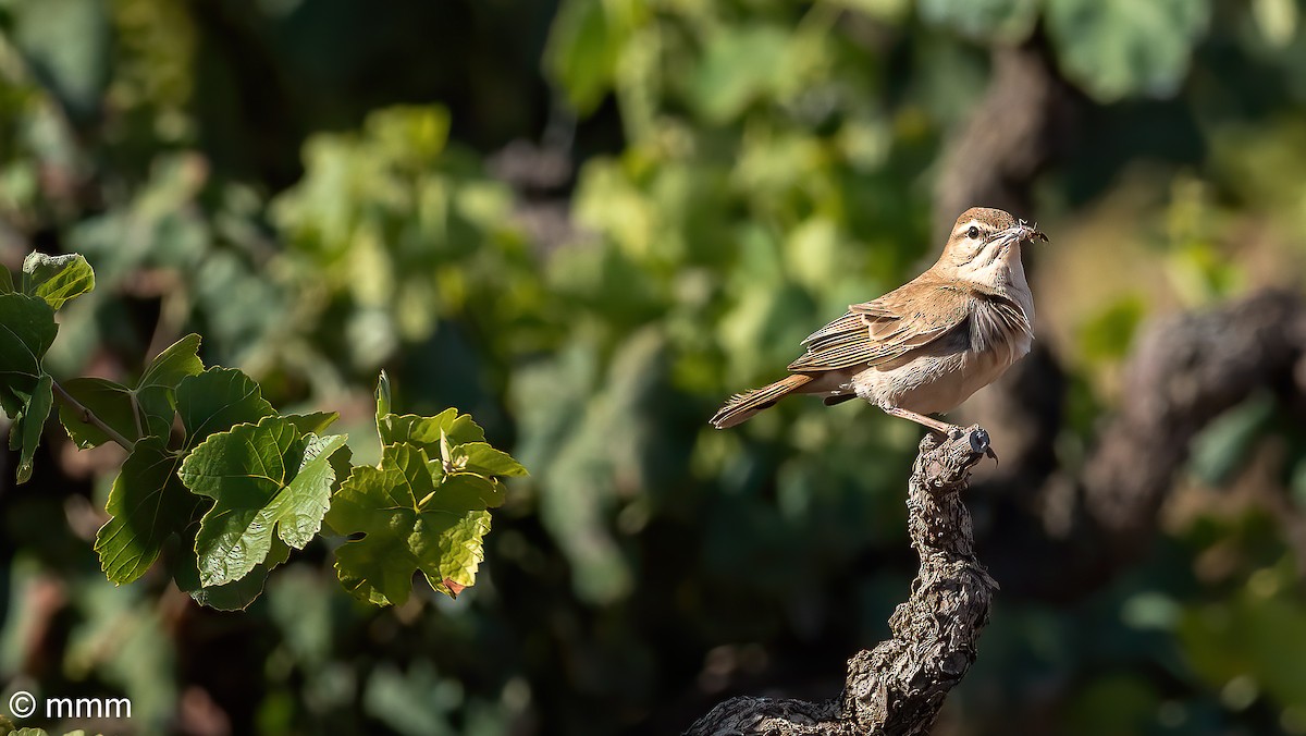 Rufous-tailed Scrub-Robin - ML620698594