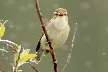 Arctic Warbler - ML620698620