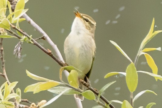 Mosquitero Boreal - ML620698621