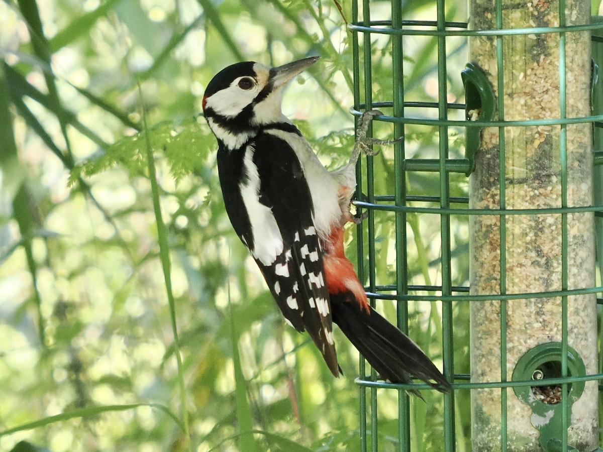 Great Spotted Woodpecker - ML620698623