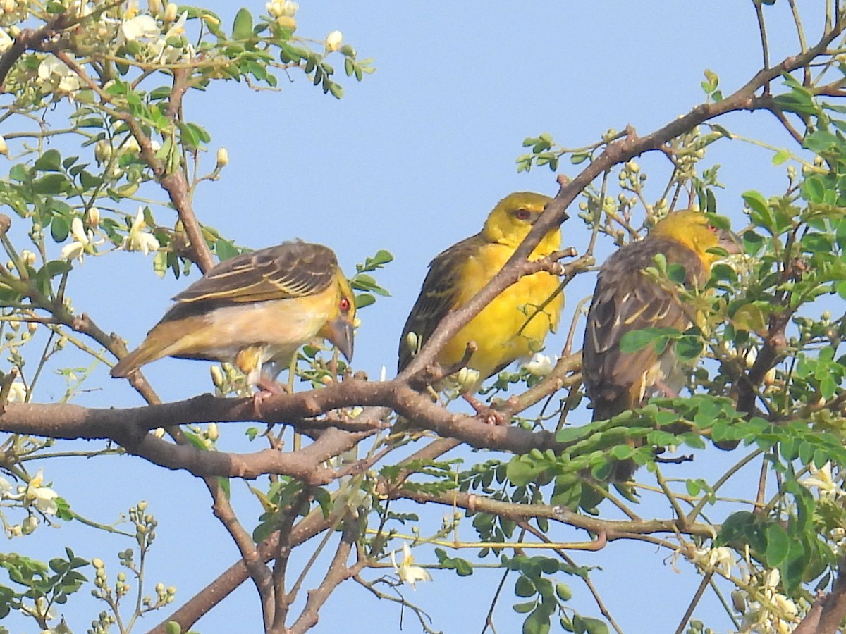 Village Weaver (Black-headed) - ML620698624