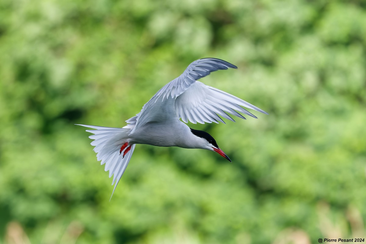 Common Tern - ML620698627