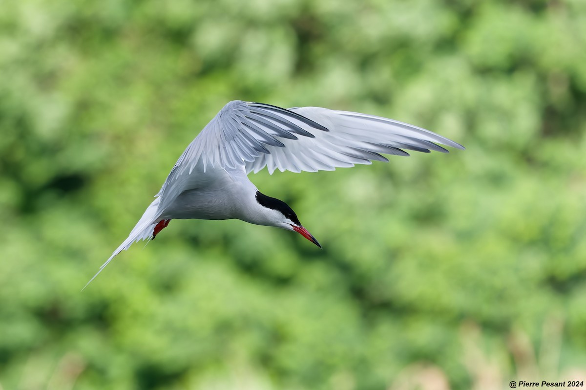 Common Tern - ML620698628