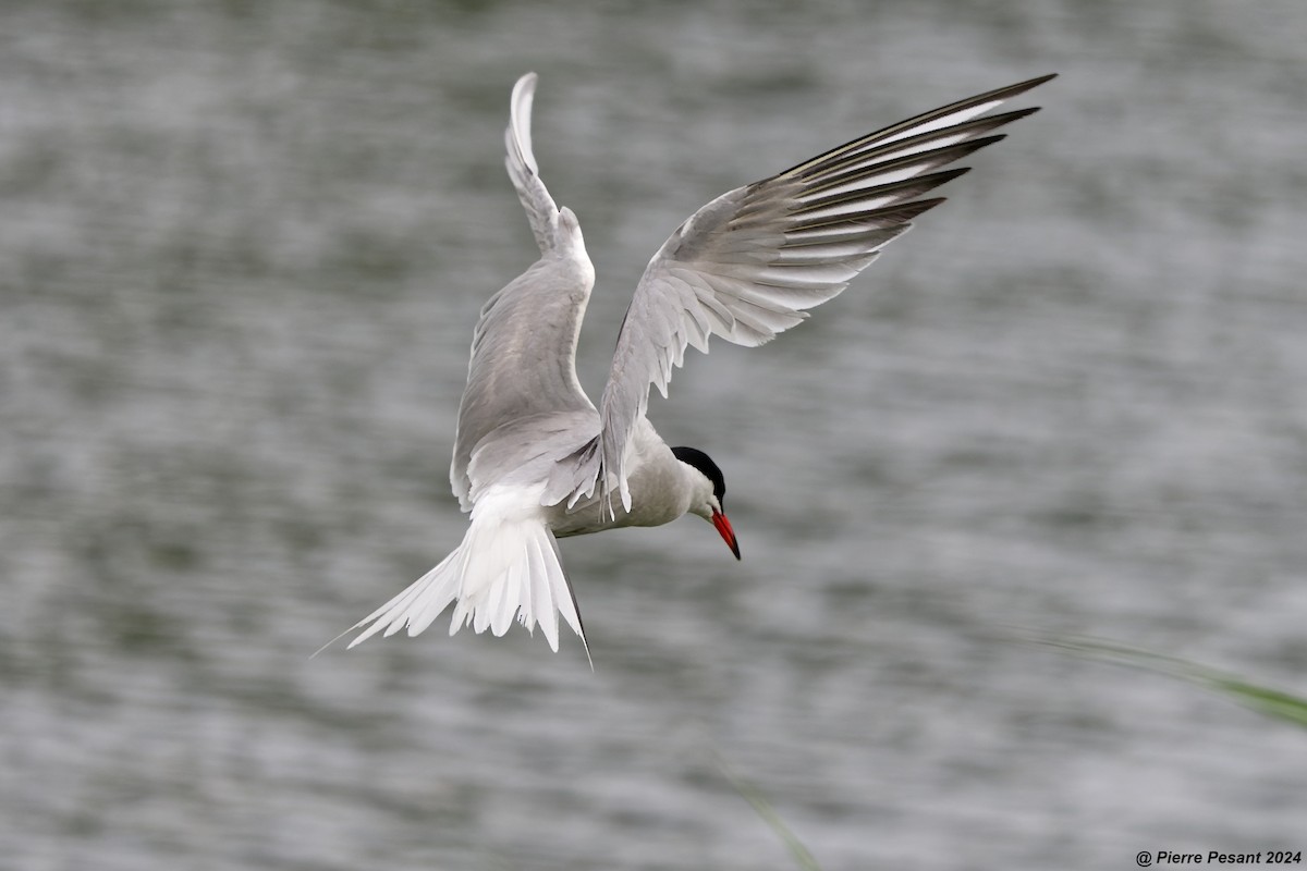 Common Tern - ML620698631