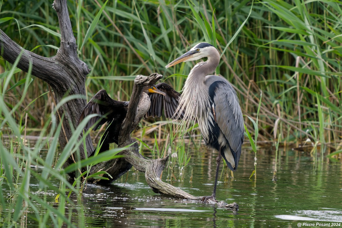 Great Blue Heron - ML620698634