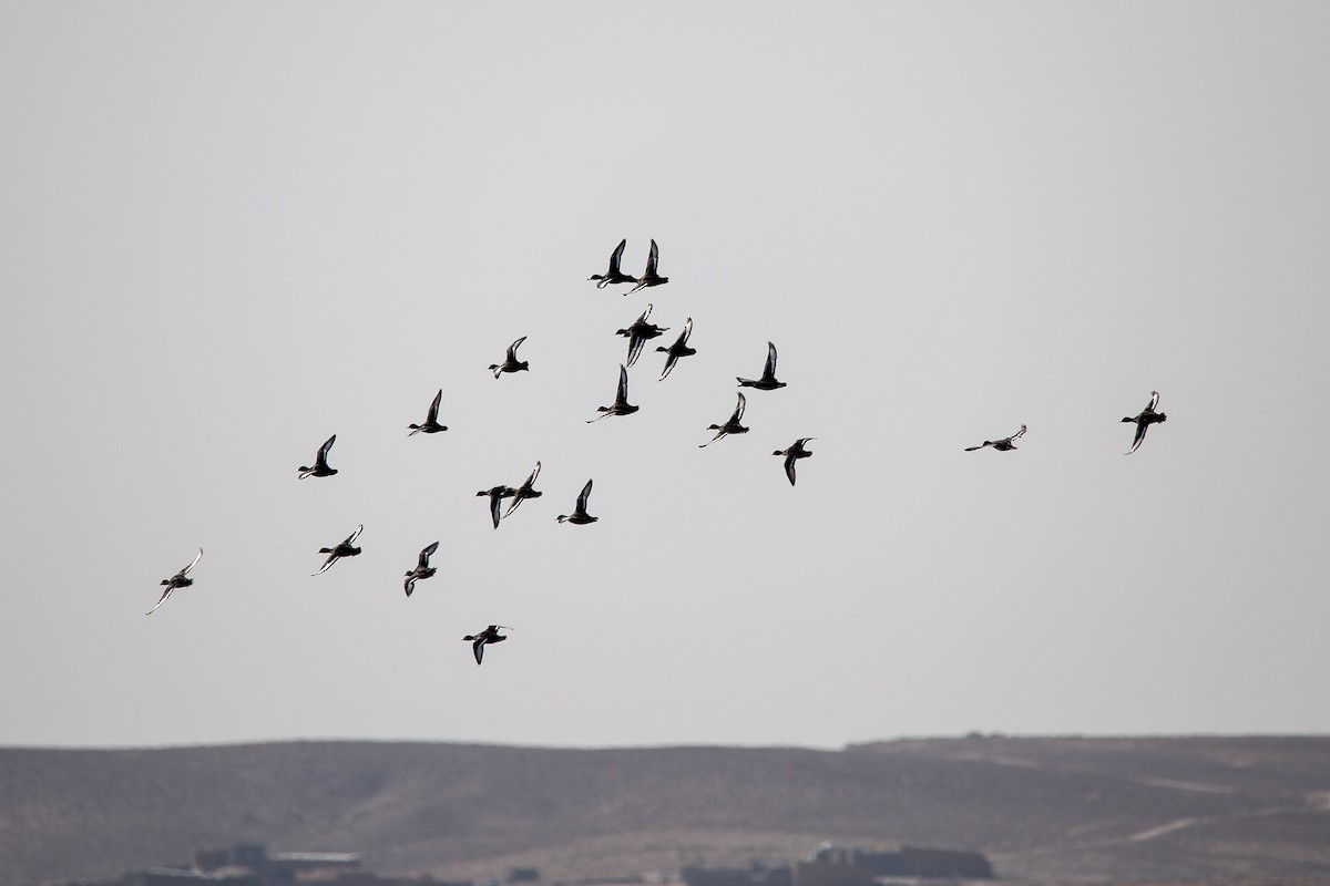 Ferruginous Duck - ML620698635