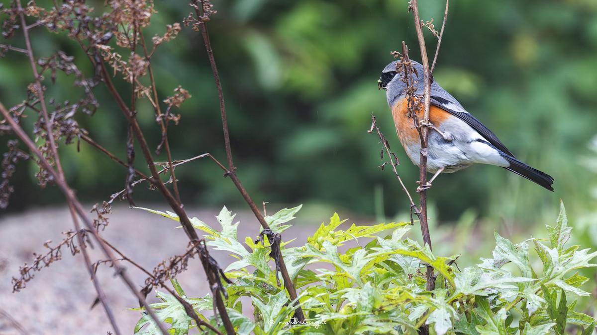 Gray-headed Bullfinch - ML620698641