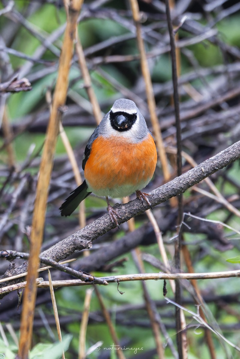 Gray-headed Bullfinch - ML620698642