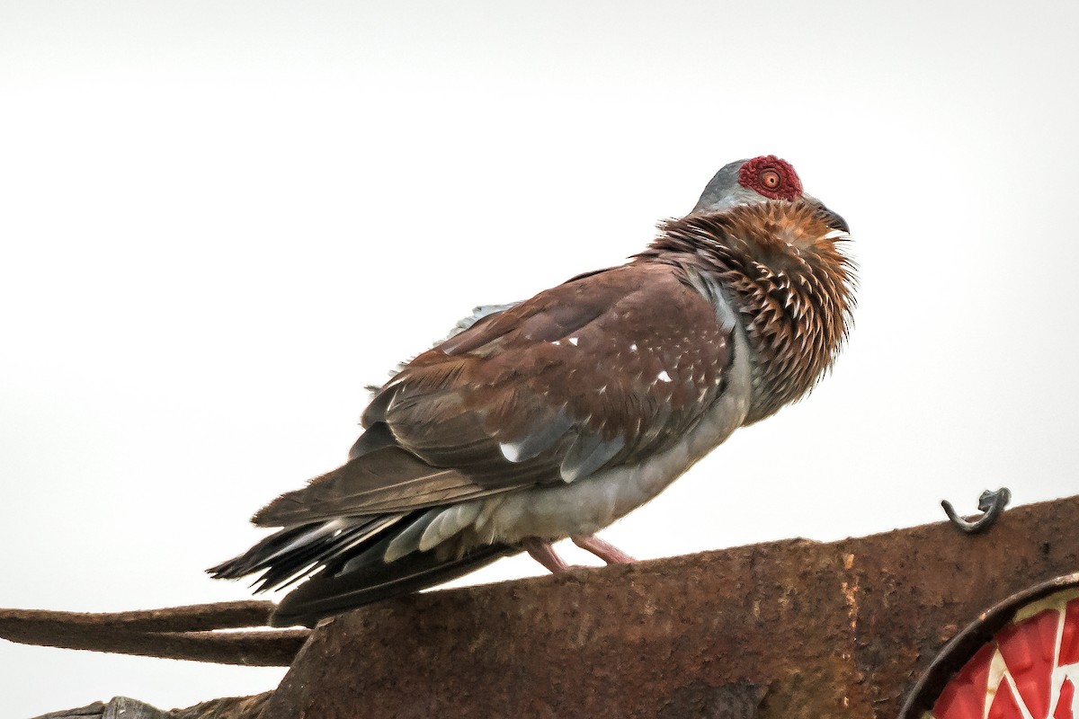 Speckled Pigeon - ML620698664