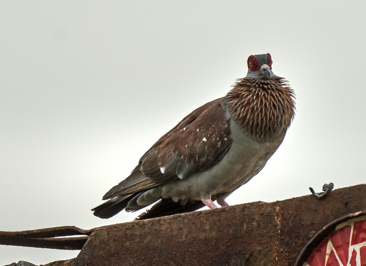 Speckled Pigeon - ML620698665