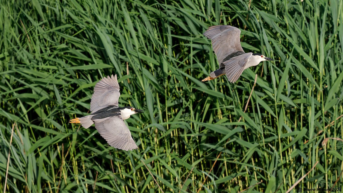 Black-crowned Night Heron - ML620698671