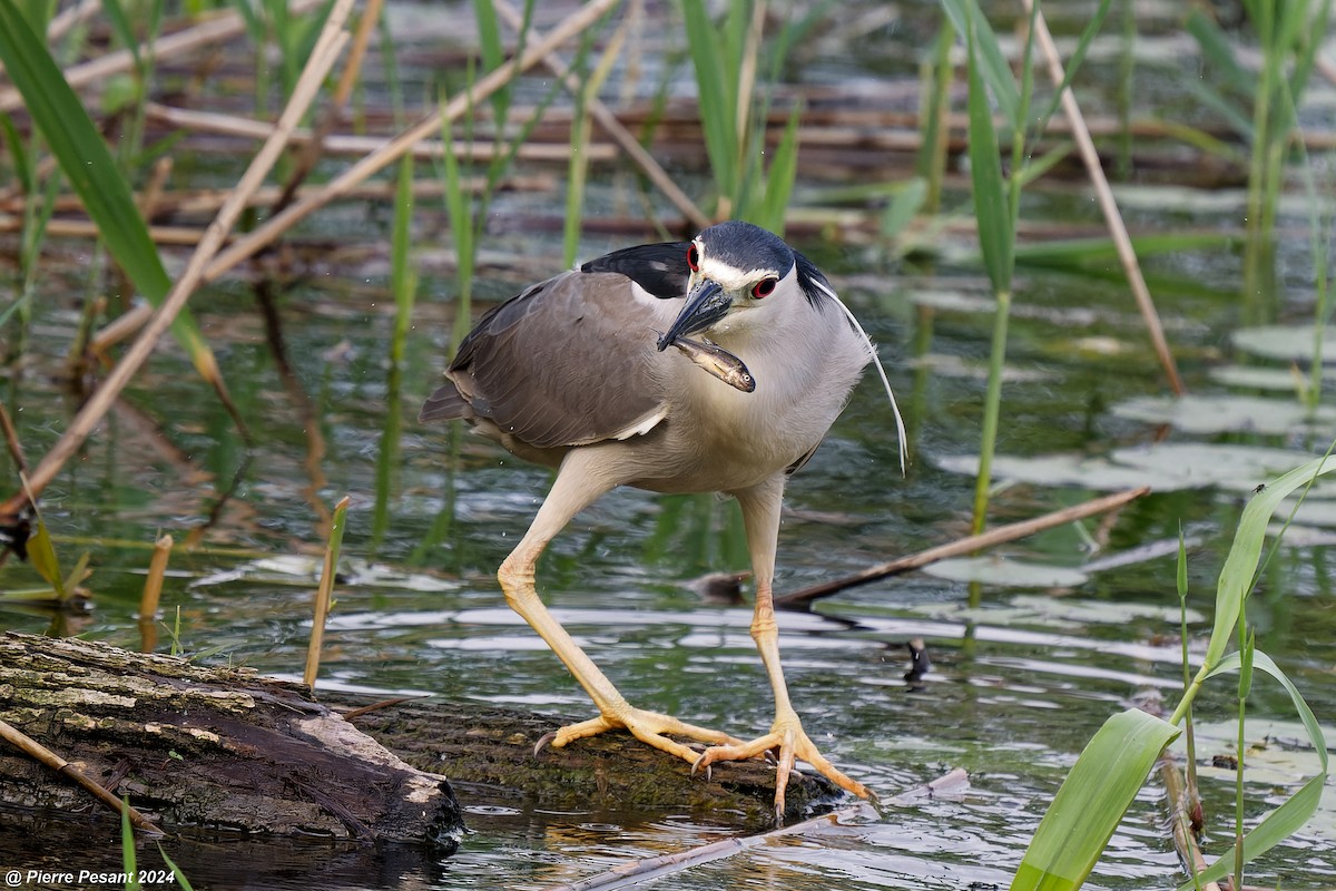 Black-crowned Night Heron - ML620698675