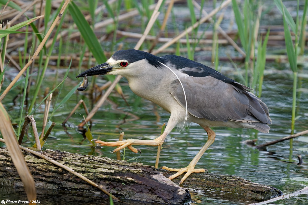 Black-crowned Night Heron - ML620698676