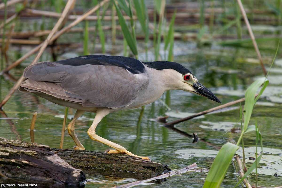 Black-crowned Night Heron - ML620698677