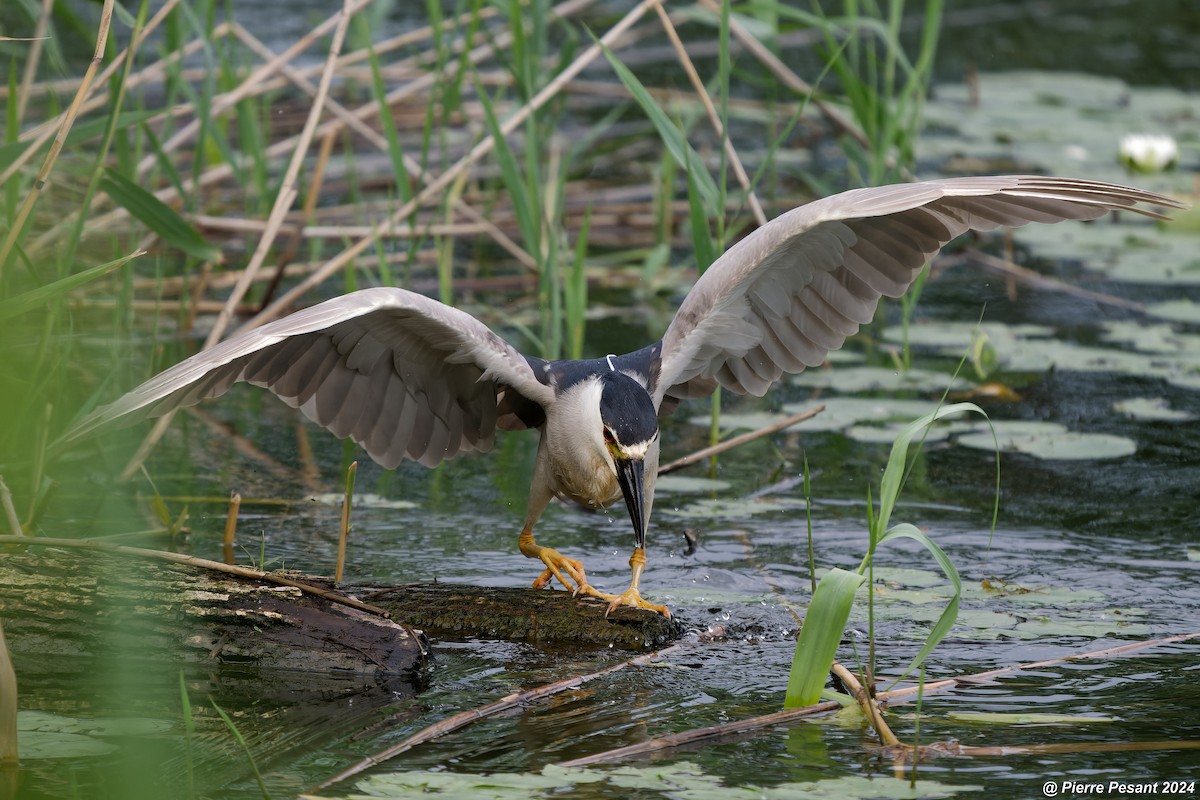 Black-crowned Night Heron - ML620698678