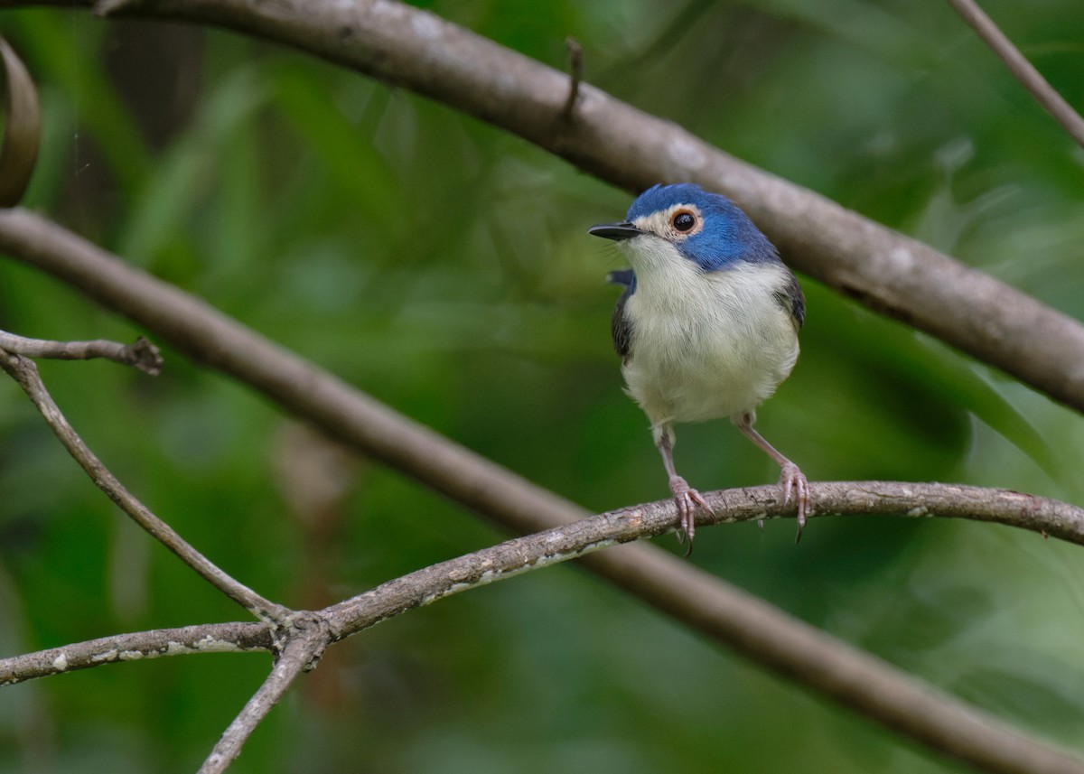 Lovely Fairywren - ML620698684