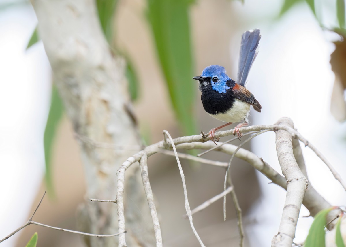 Lovely Fairywren - ML620698685