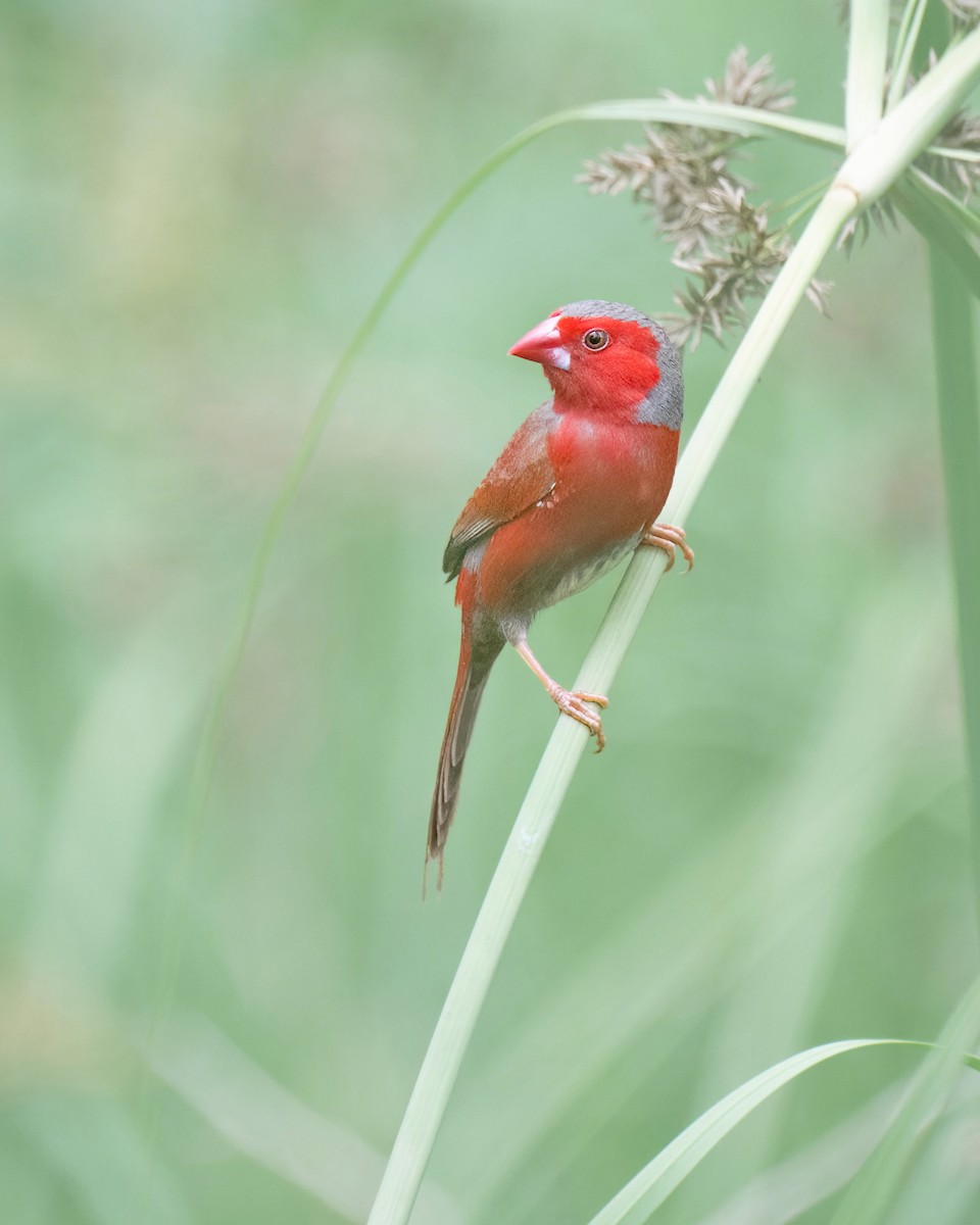 Crimson Finch (White-bellied) - ML620698686