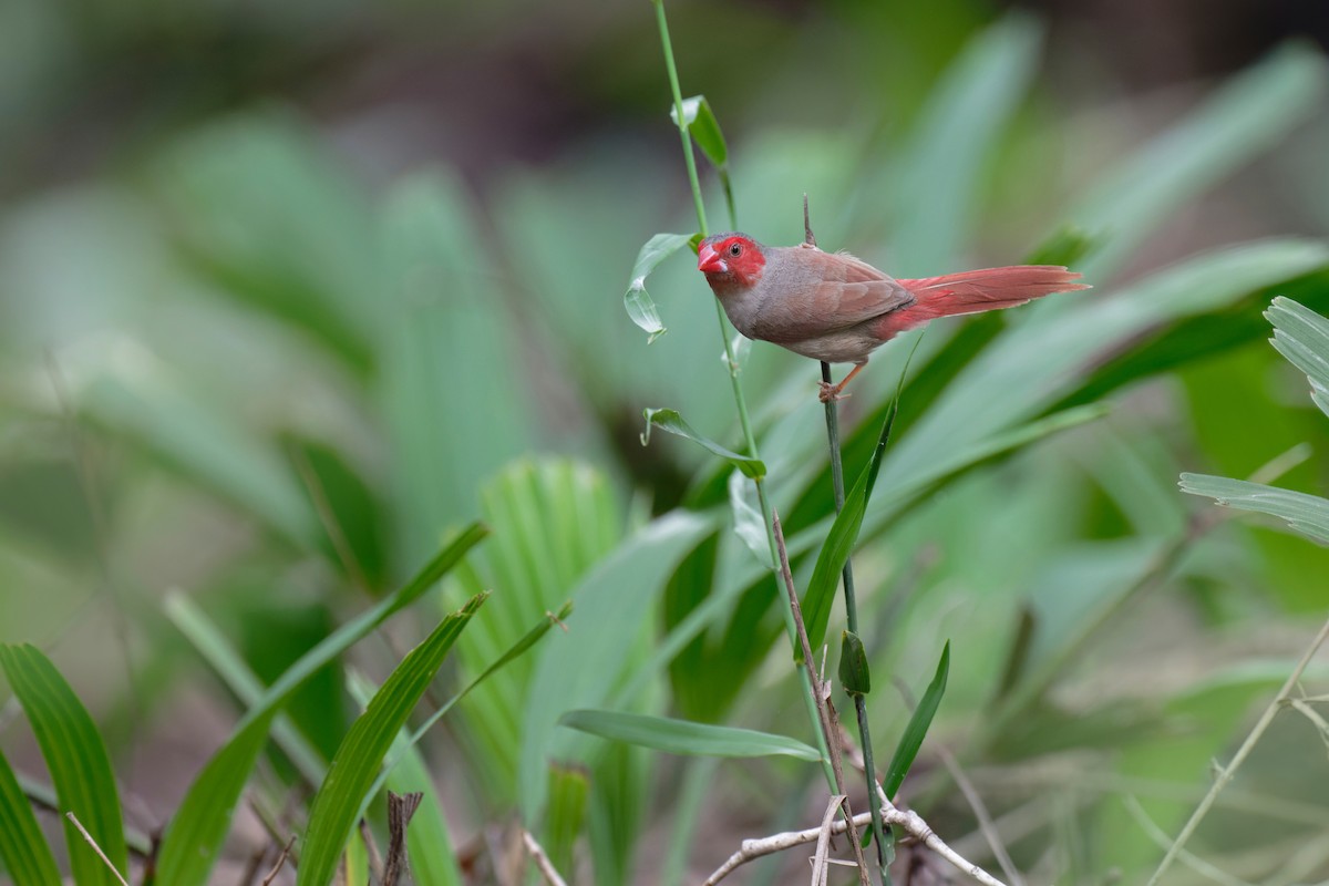 Crimson Finch (White-bellied) - ML620698687