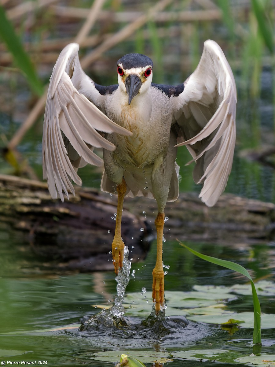 Black-crowned Night Heron - Pierre Pesant