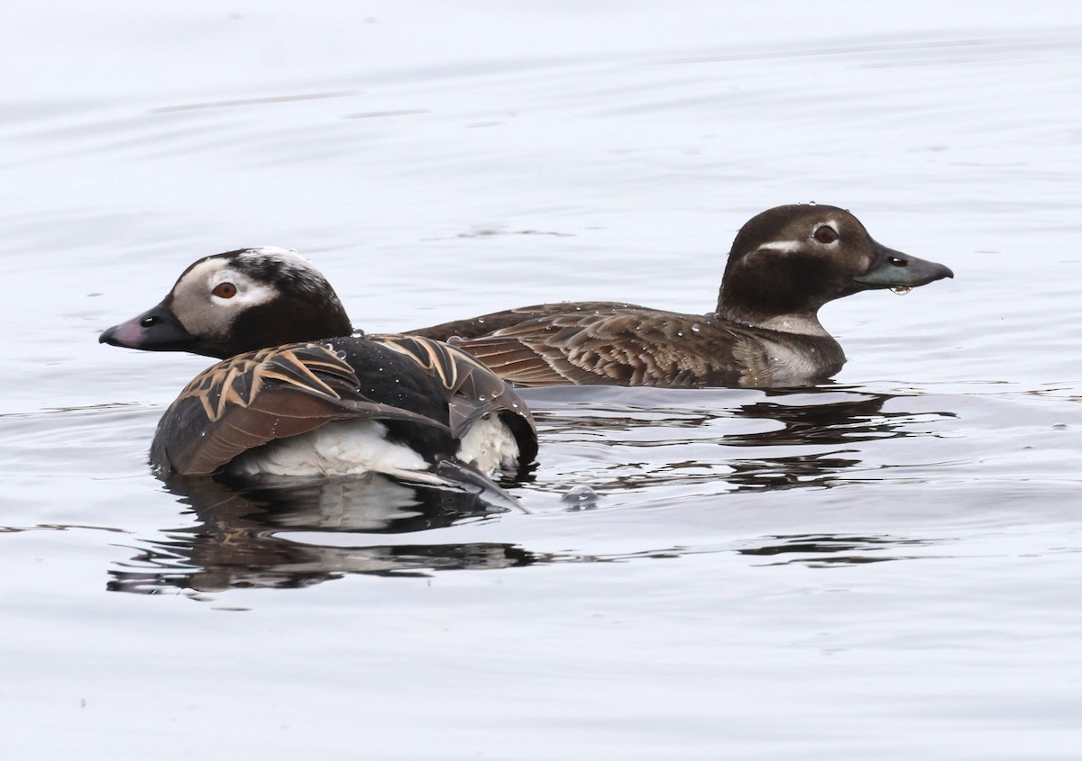 Long-tailed Duck - ML620698689