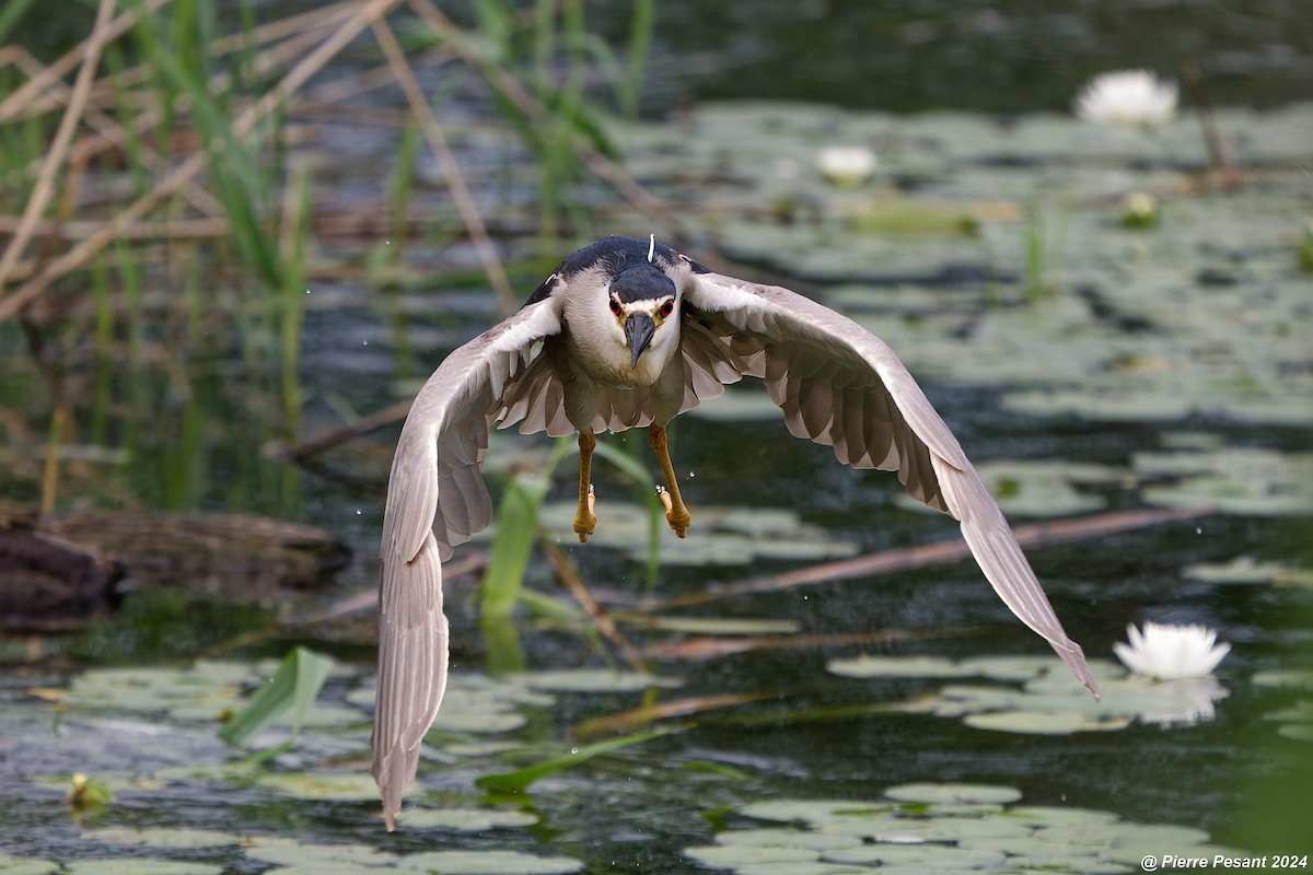 Black-crowned Night Heron - ML620698690