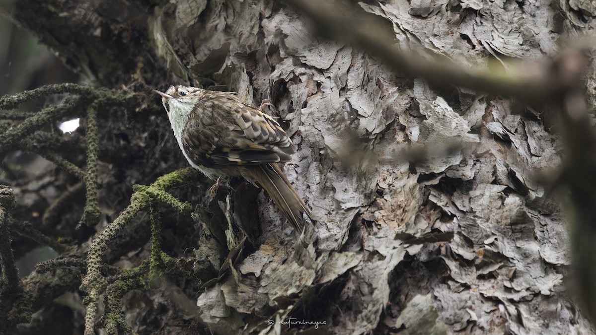 Eurasian Treecreeper - ML620698691