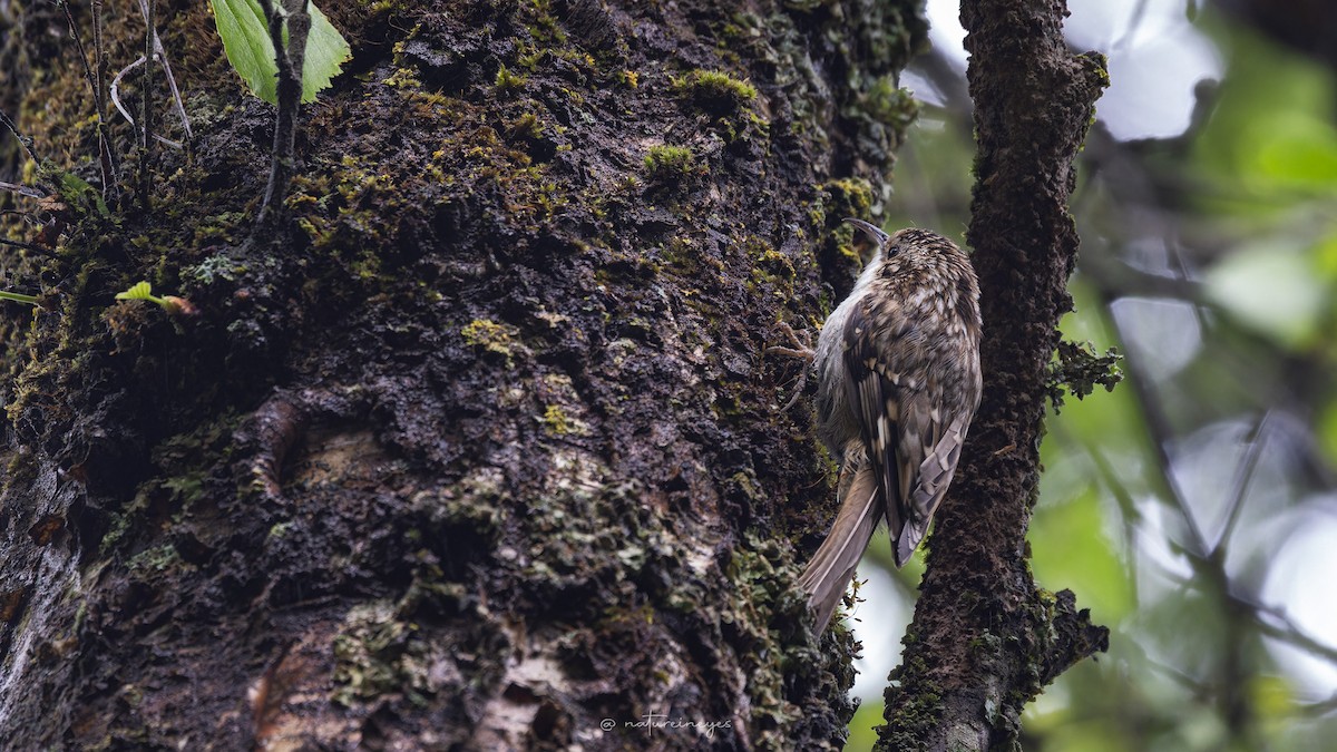 Eurasian Treecreeper - ML620698692