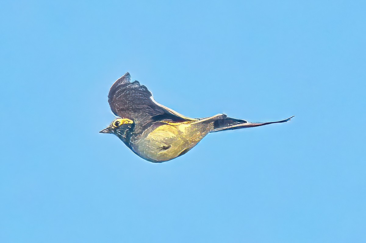 Eurasian Skylark (European) - ML620698694