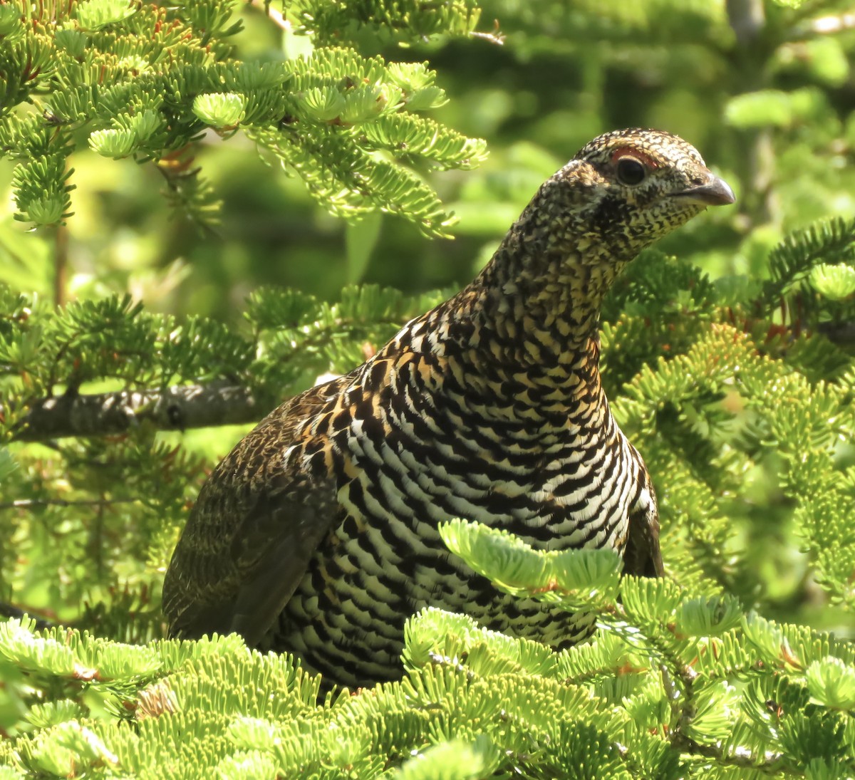 Spruce Grouse - ML620698698