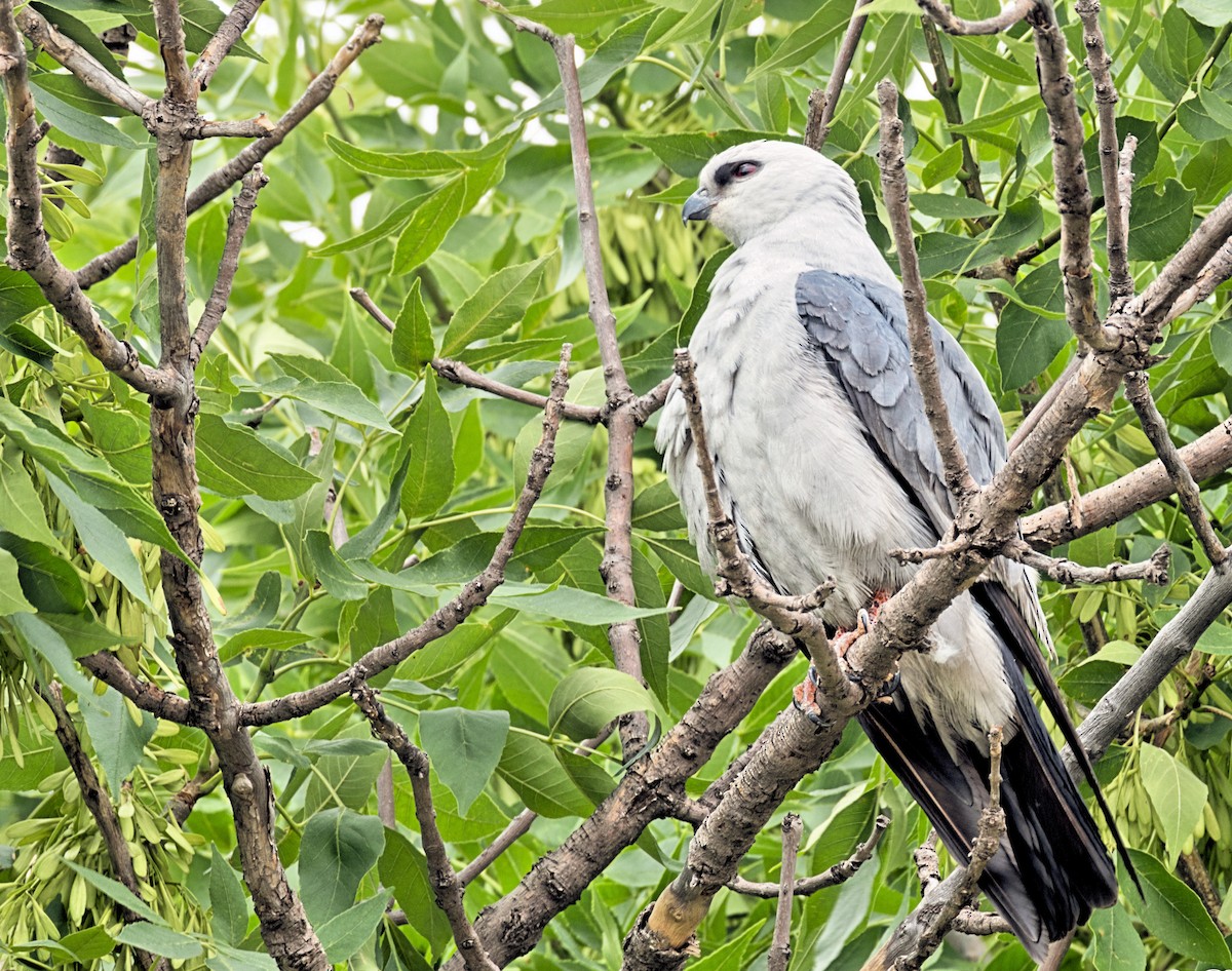 Mississippi Kite - ML620698701