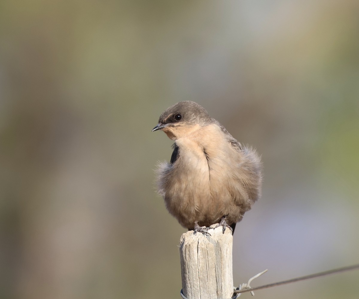 Rock Martin - ML620698702